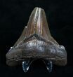 Wide Angustiden Fossil Shark Tooth - Inches #4410-2
